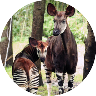 bronx zoo okapi