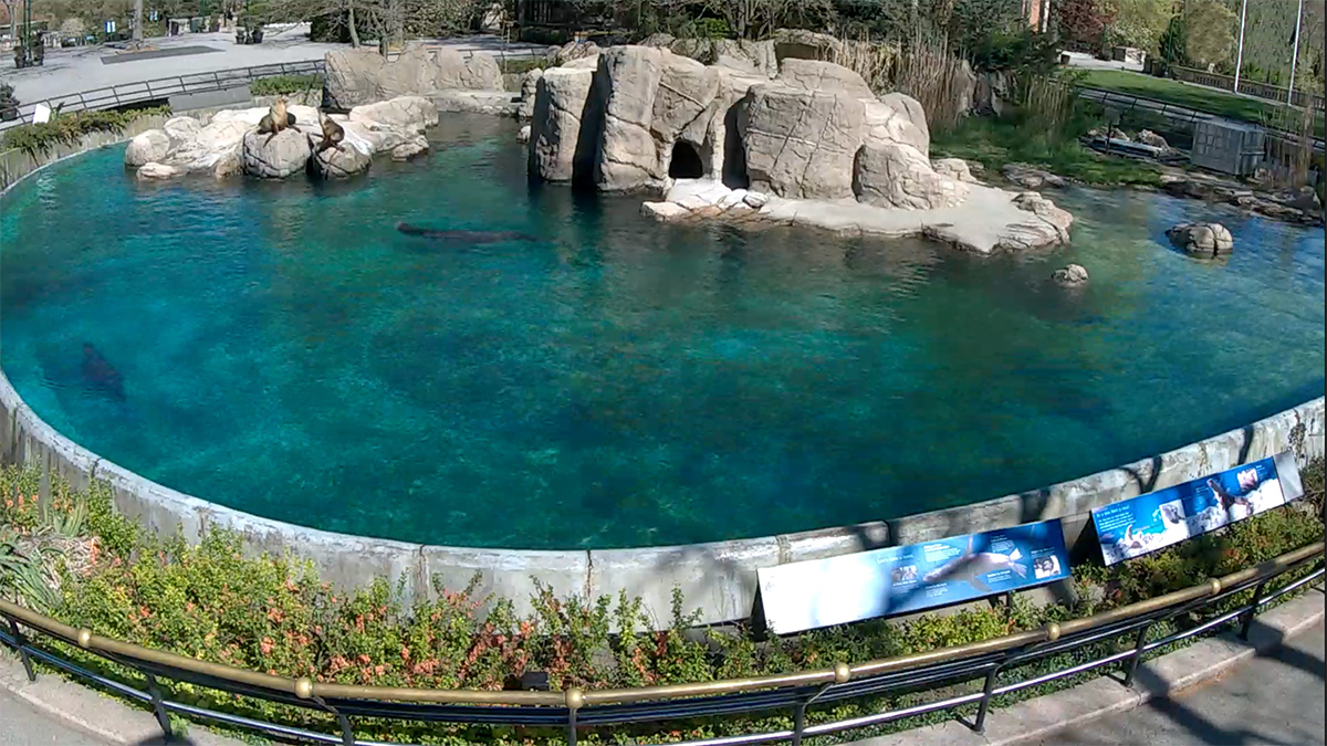 Sea Lion Pool