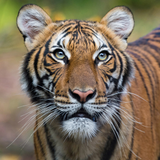 NYC - Bronx - Bronx Zoo: Tiger Mountain, The Siberian Tiger…