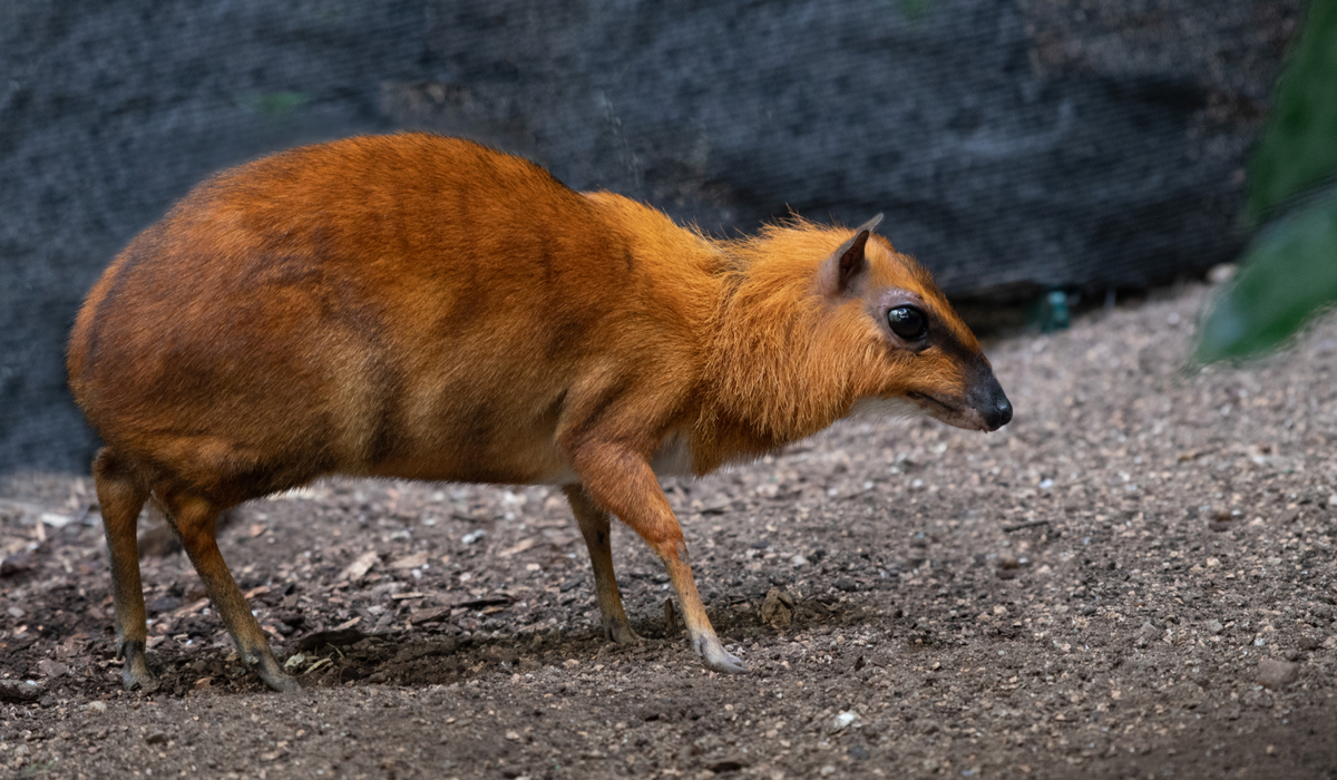 Mouse House - Bronx Zoo