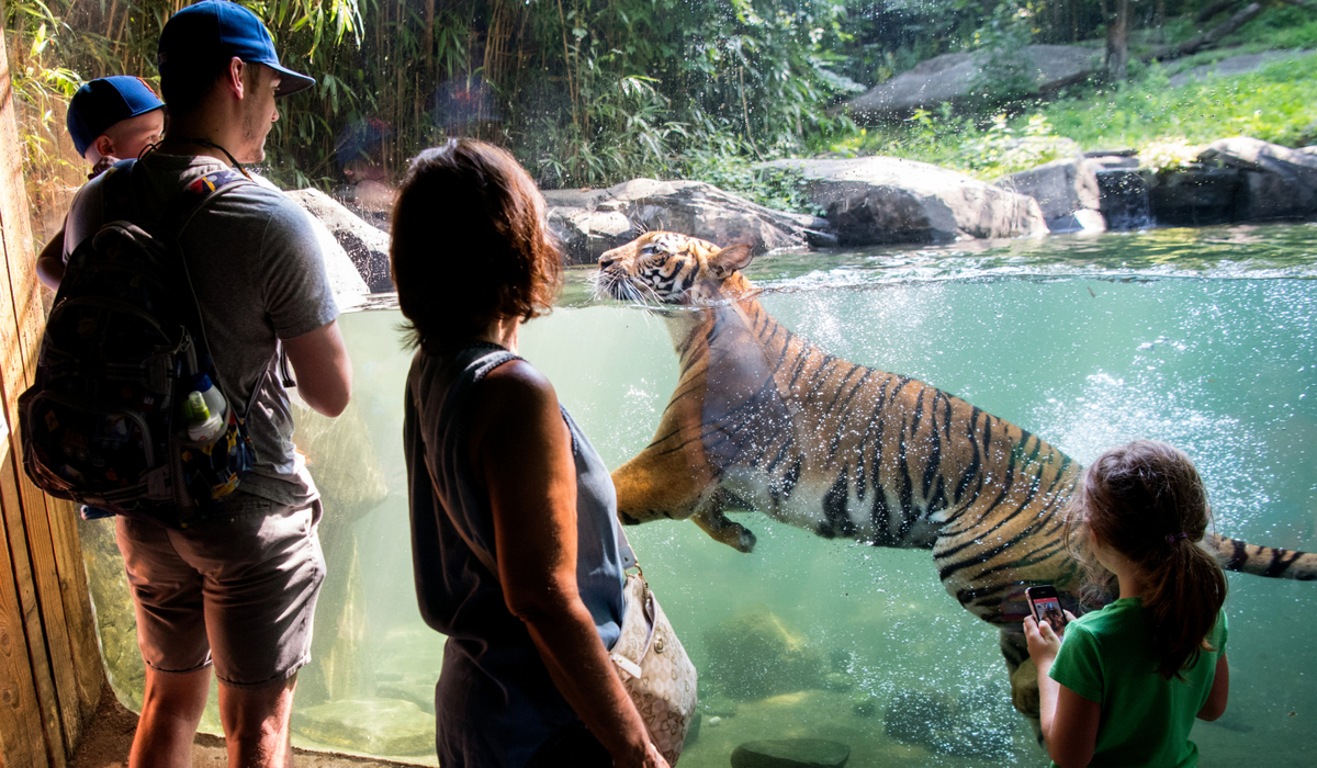 NYC - Bronx - Bronx Zoo: Tiger Mountain, The Siberian Tiger…