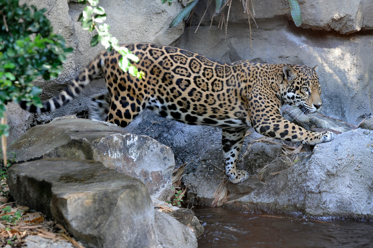 Jaguar Animal Habitat Beautiful Jaguar Animal Natural Habitat Stock