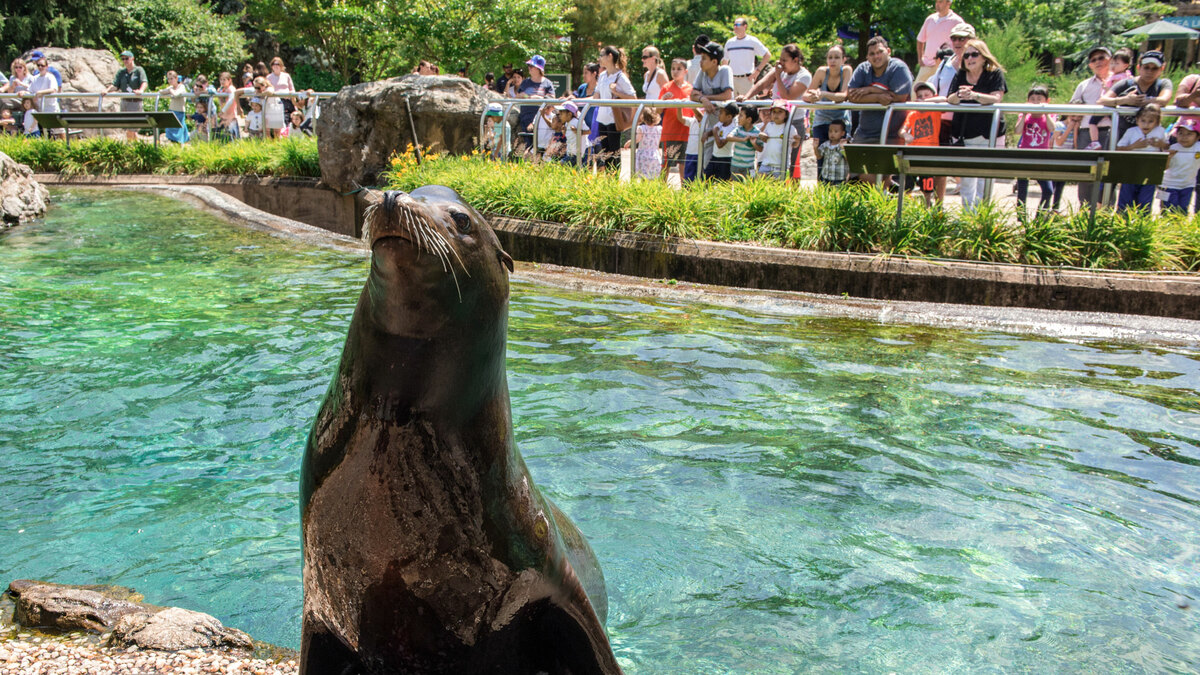 Queens Zoo Summer Camp