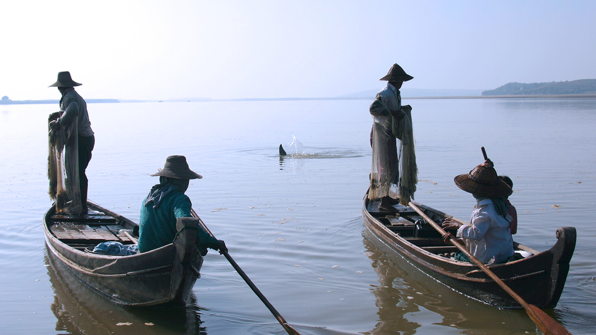 Scientists Studying Dolphins in Bangladesh Find the Bay of Bengal