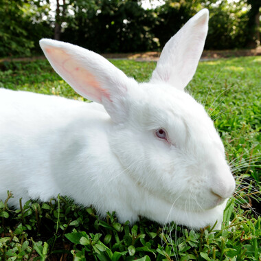 QZ Flemish Giant Rabbit