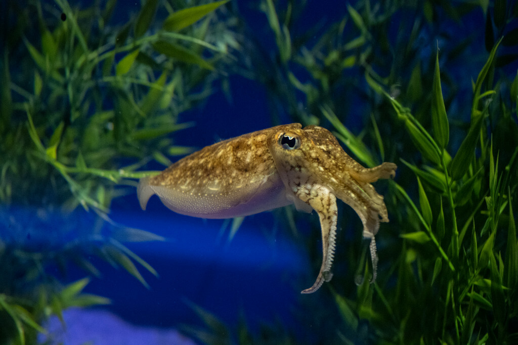 New York Aquarium photo from the official site
