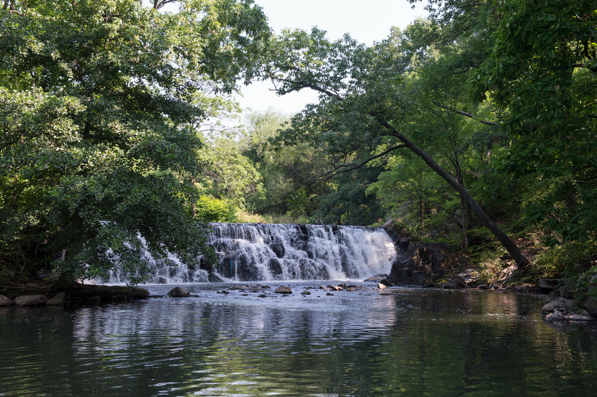 The Bronx River is Alive!