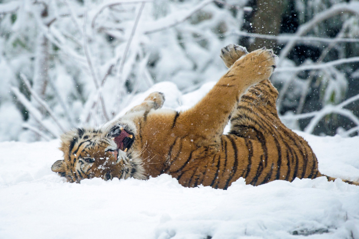 ロイヤルクラウンダービー　フクロウ(冬毛)WinterOwl ロイヤルクラウンダービー フクロウ(冬毛)WinterOwl ロイヤルクラウン