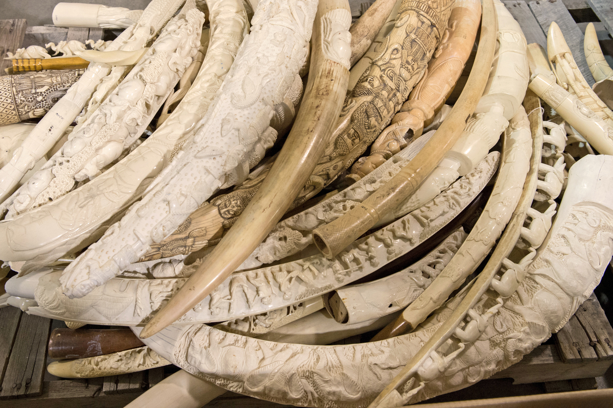 Historic Ivory Bust - WCS.org
