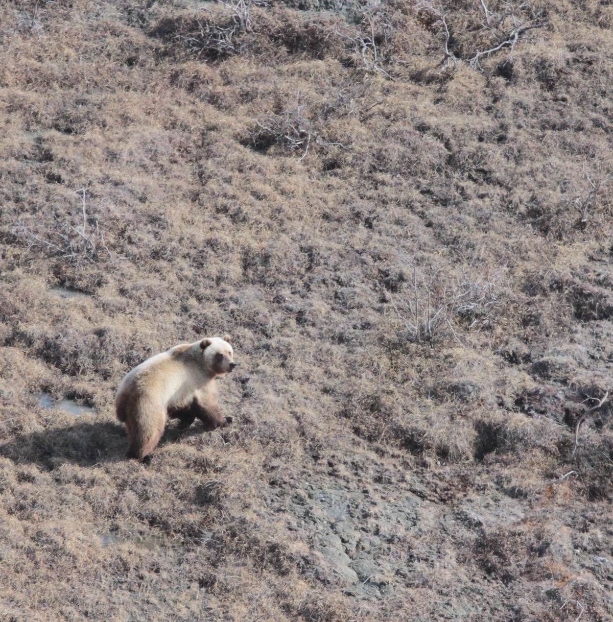 Big Bears from the Air - WCS.org
