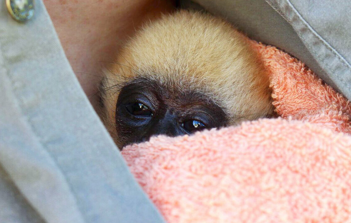 A Gibbon Rescue