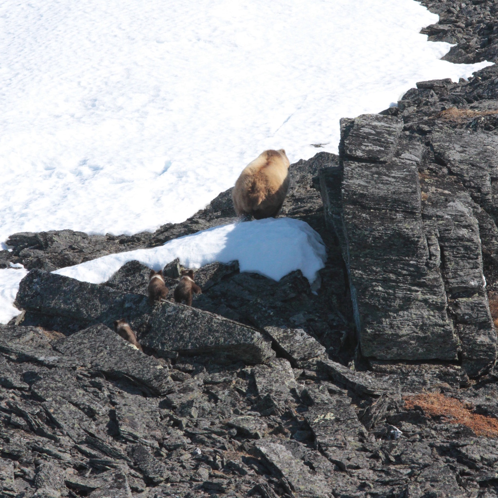 Big Bears from the Air - WCS.org