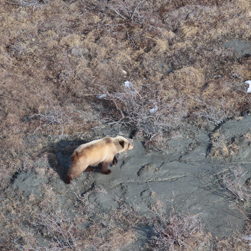 Big Bears from the Air - WCS.org