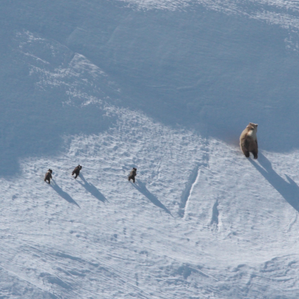 Big Bears from the Air - WCS.org
