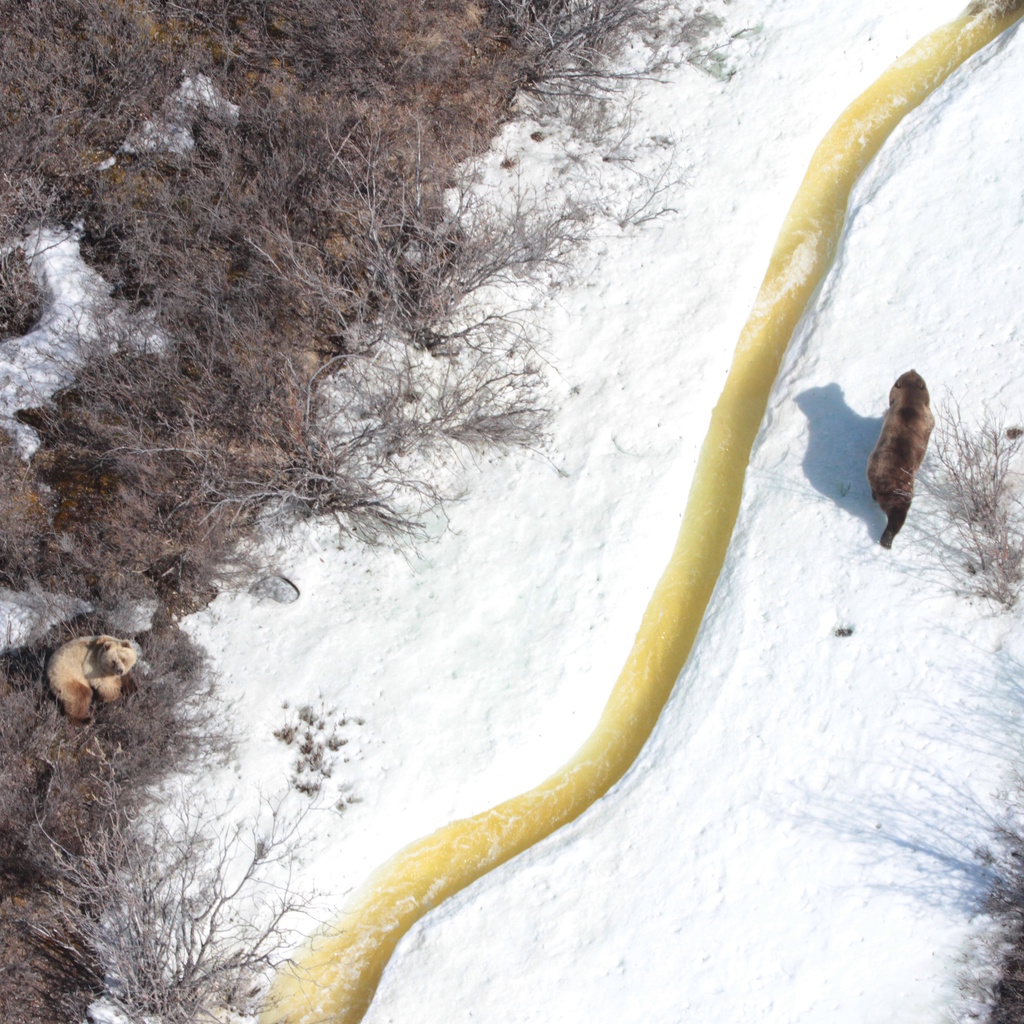 Big Bears from the Air - WCS.org