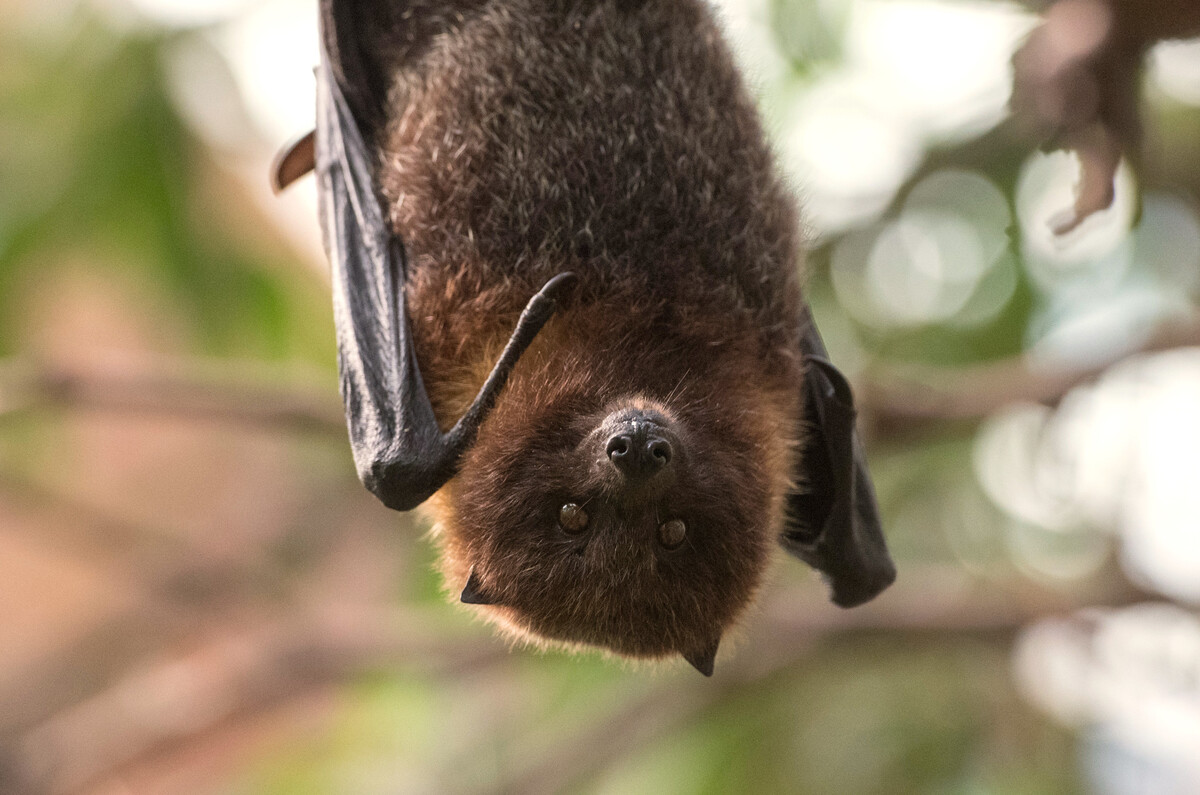 Halloween Quiz Test your bat knowledge!