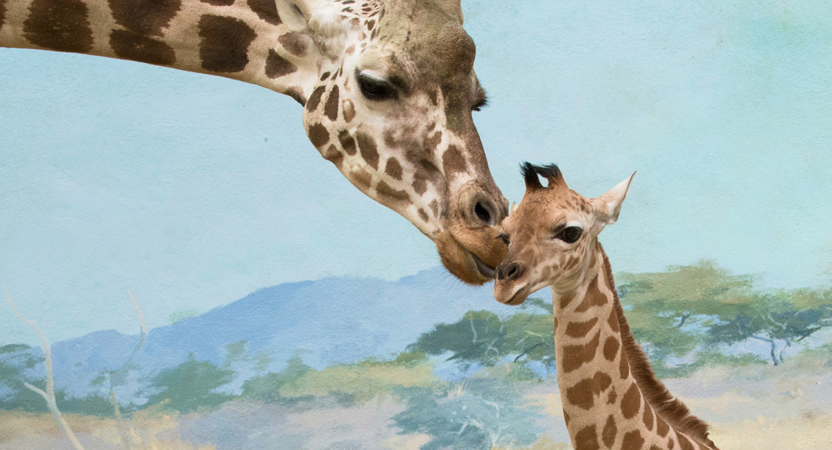 Bronx Zoo Family Programs Bronx Zoo