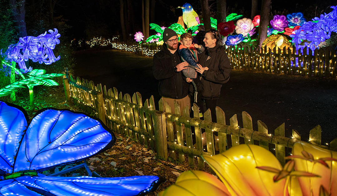 Holiday Lights