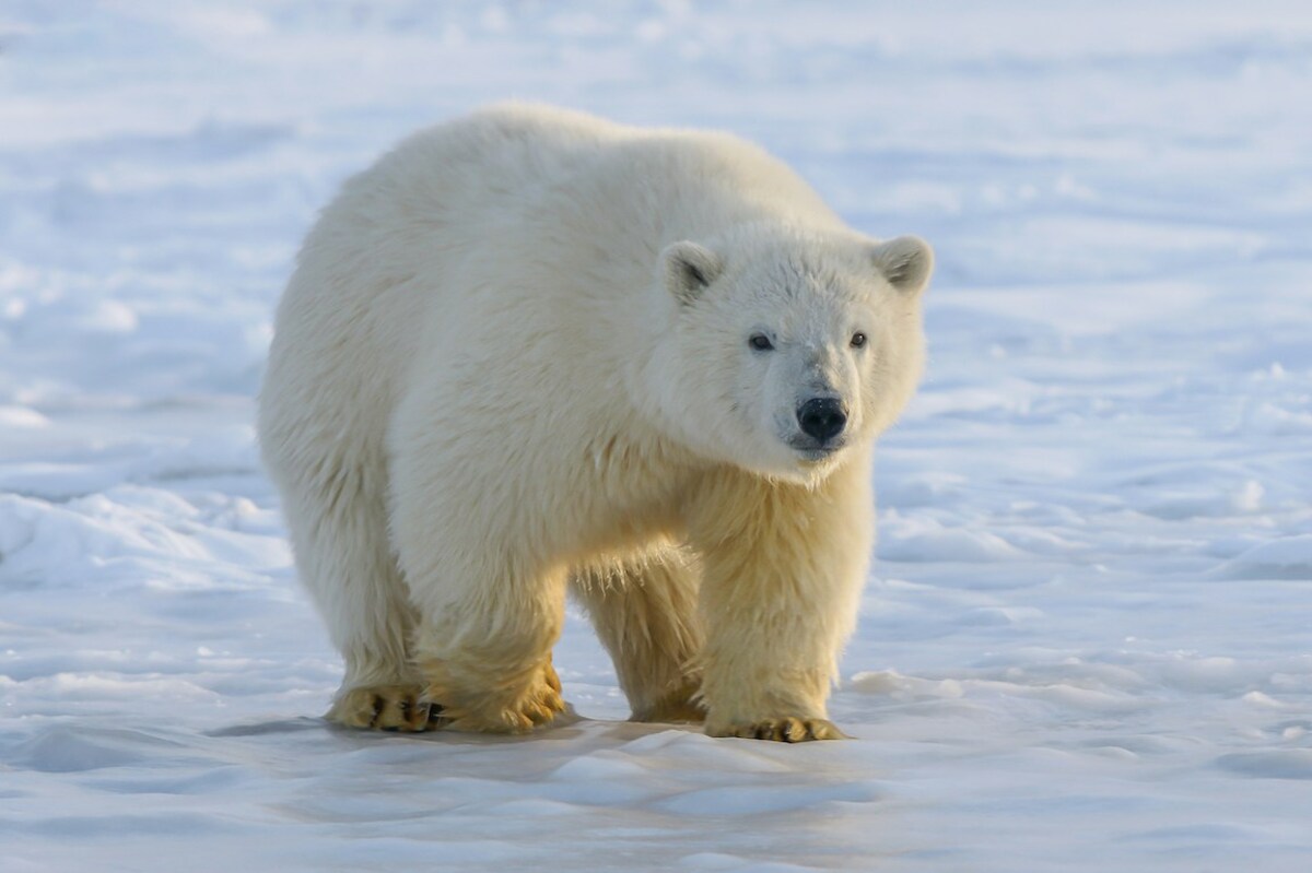 5 Fun Polar Bear Facts - WCS.org