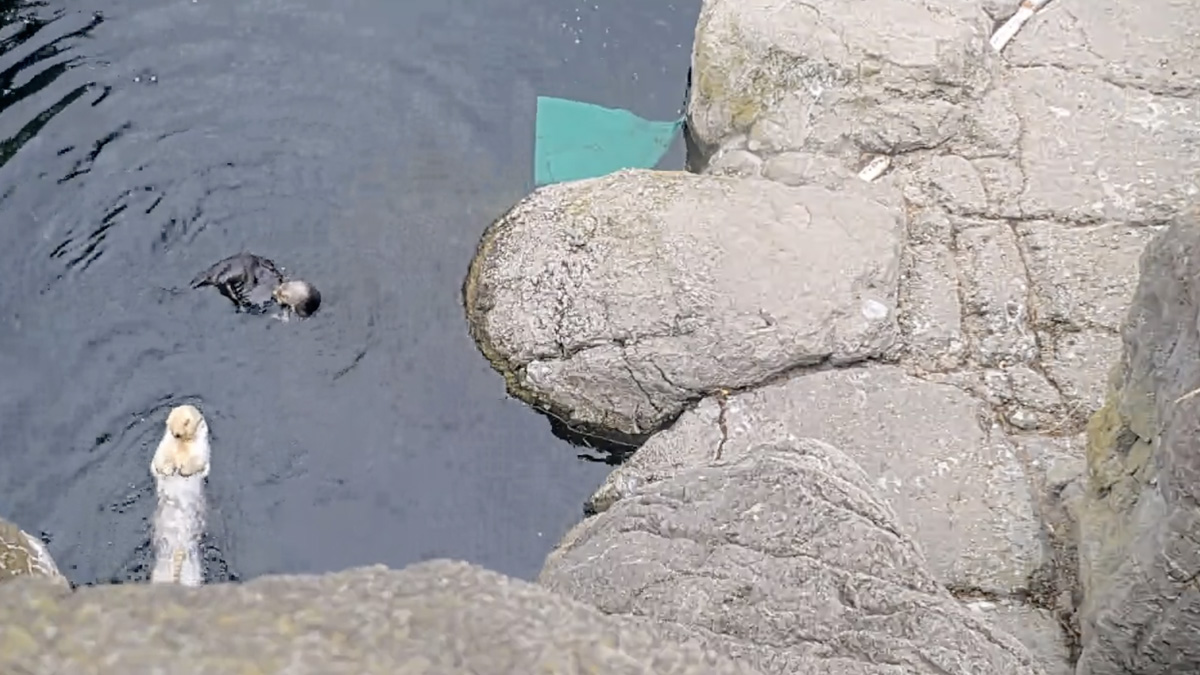 Sea Otters