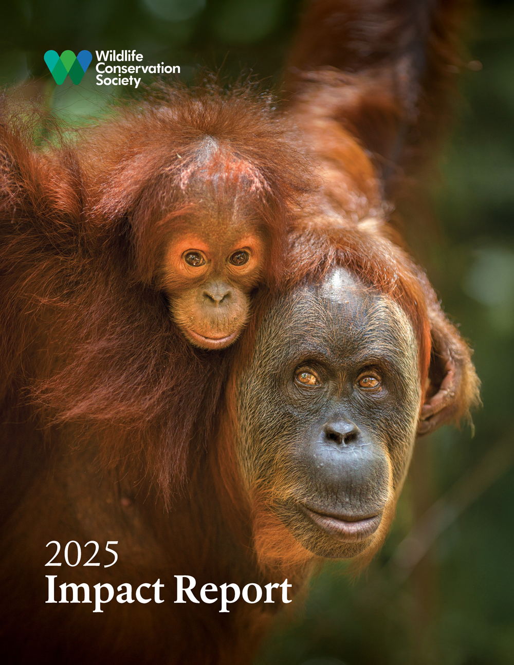 WCS Impact Report 2025