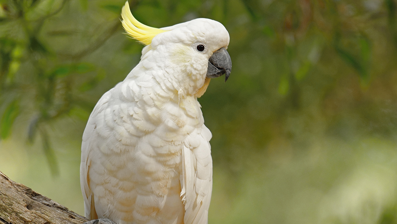 Singbird