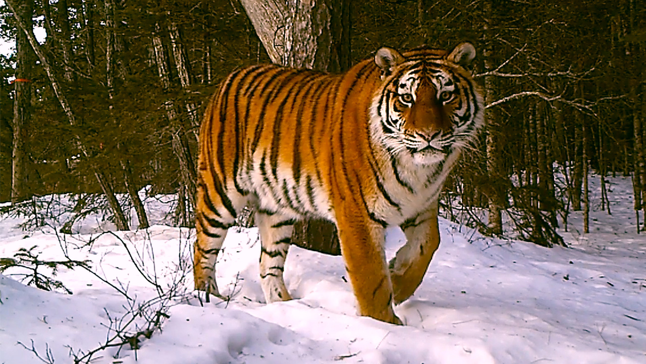 Tiger