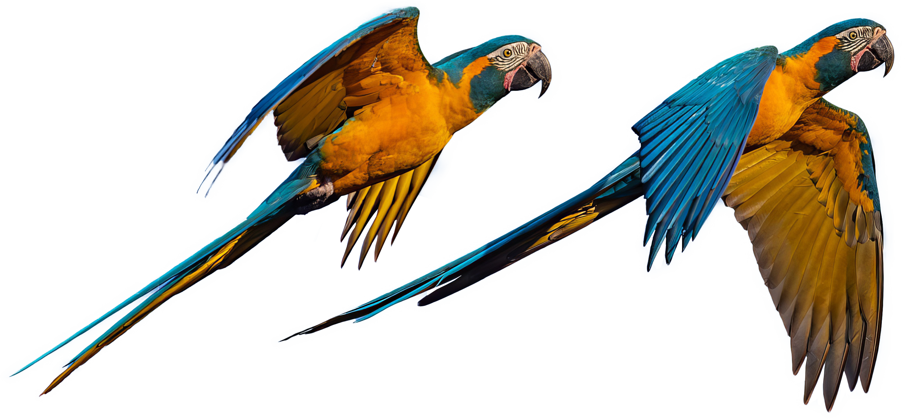 Macaws