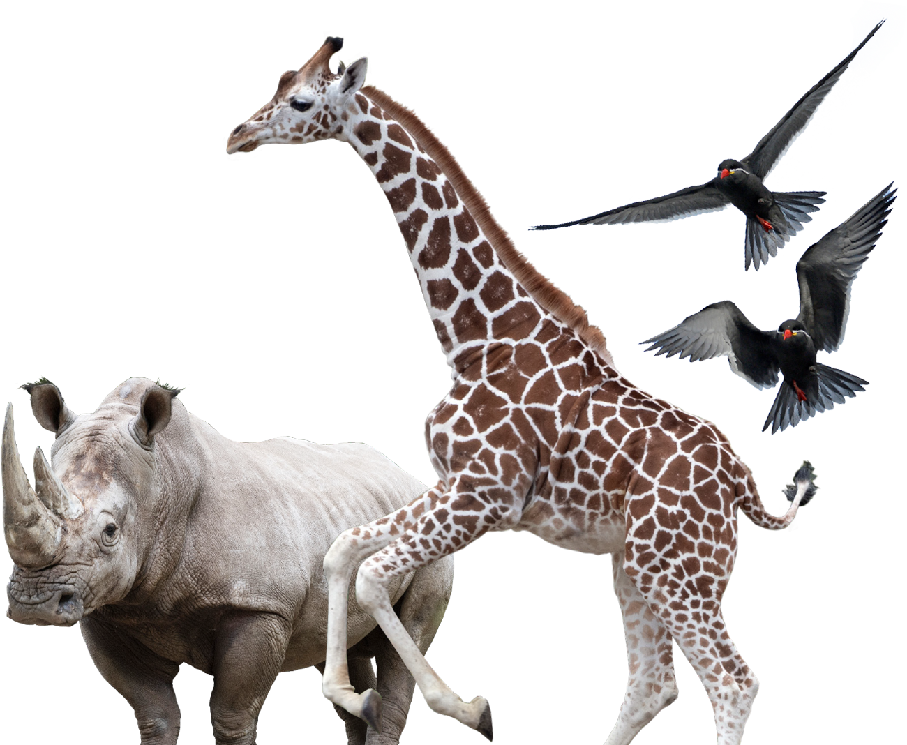 Animals