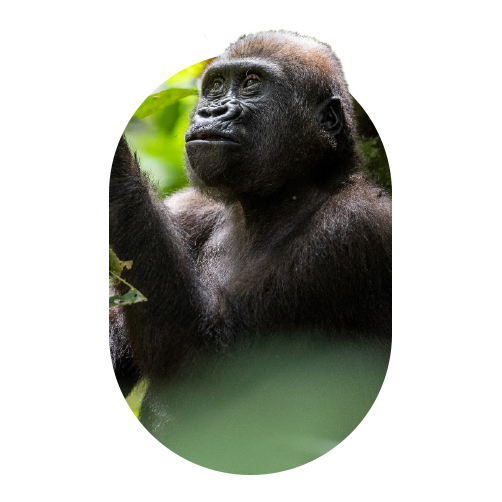Apes