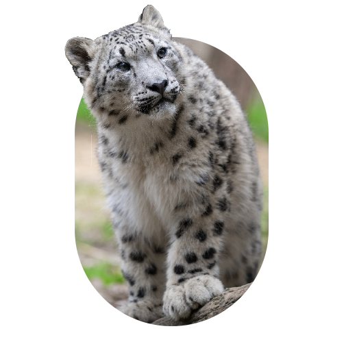 Big Cats