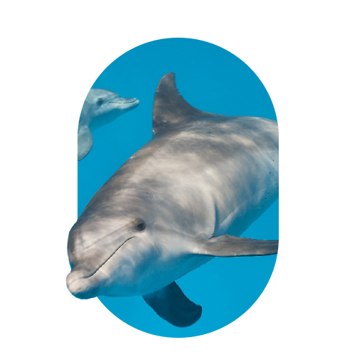 Whales & Dolphins