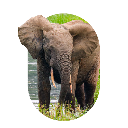Elephants