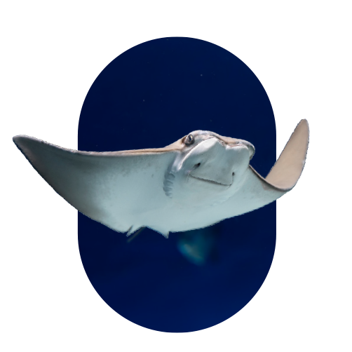 Sharks