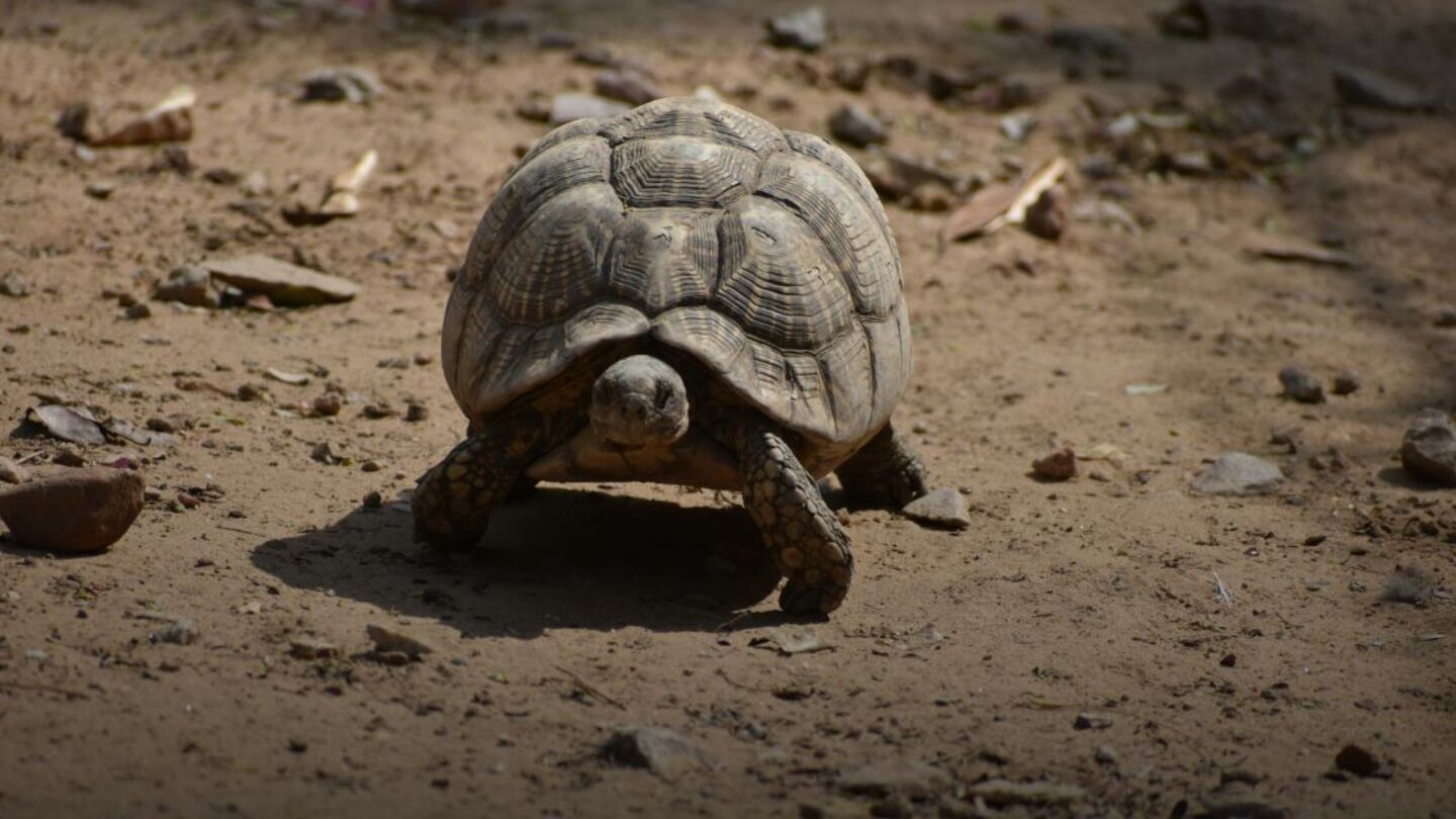 Home’s hinge-back tortoise