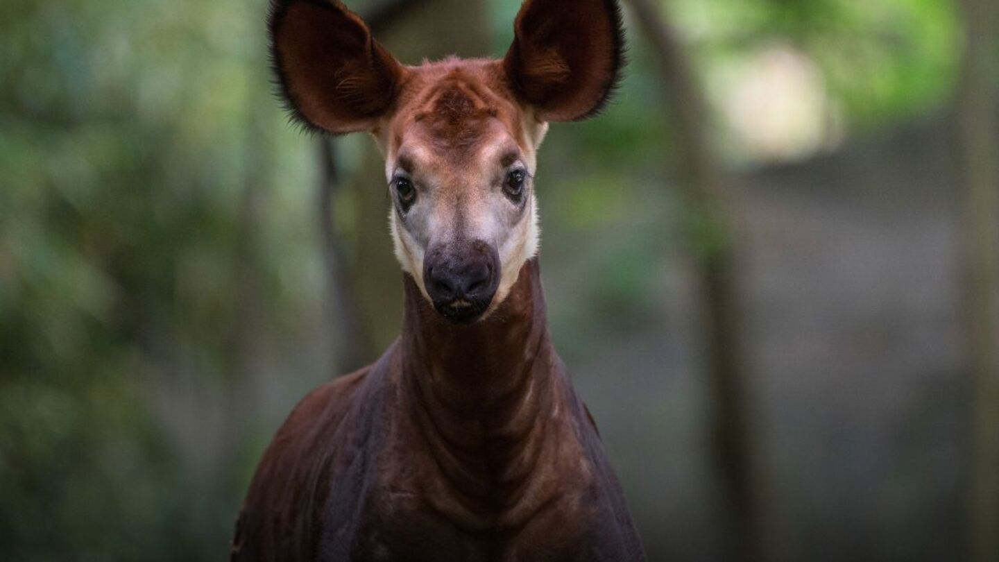 okapi at the Bronx Zoo