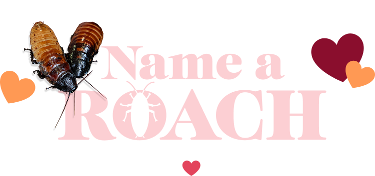 Name a Roach