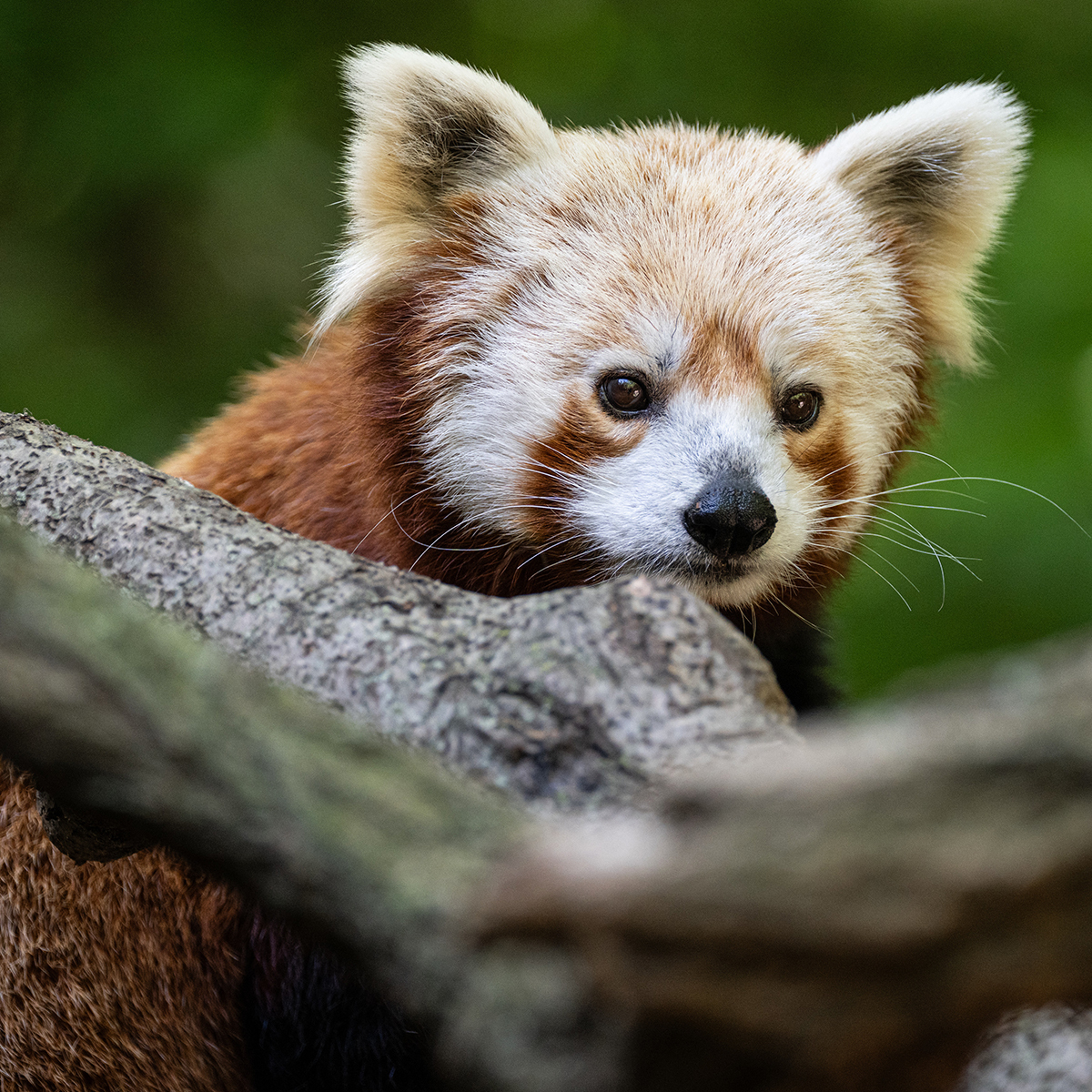 WCS Run for the Wild Red Panda