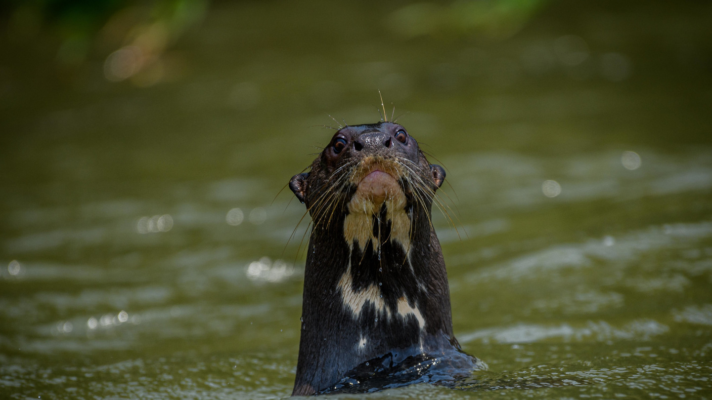 Giant otter