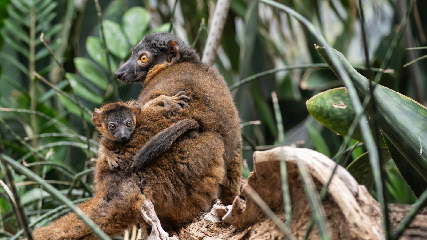 Collared Lemurs