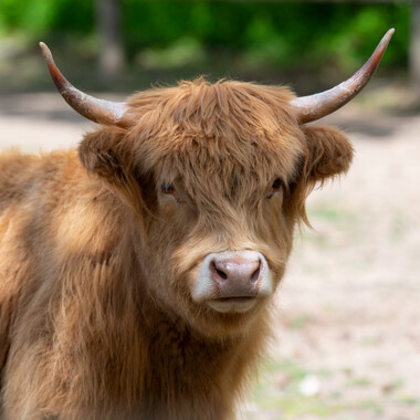 QZ DA Highland Cattle