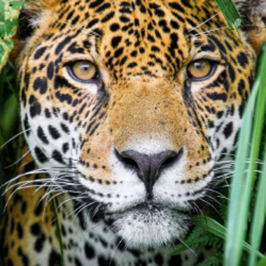 WCS Jaguar from Annual Report cover