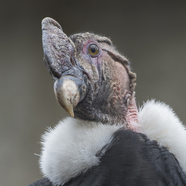 WCS Andean Condor