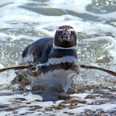 WCS Magellanic penguin surf