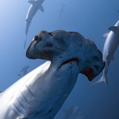 WCS hammerhead sharks
