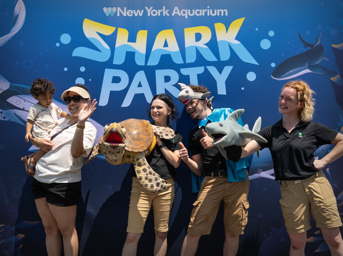 Shark Party