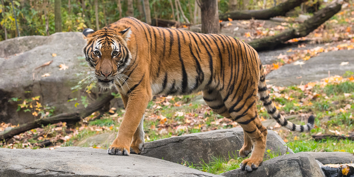 tiger in fall