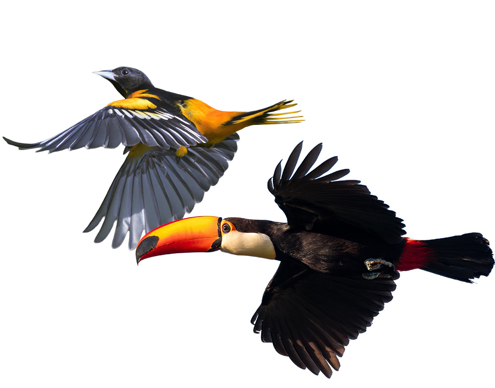 Birds