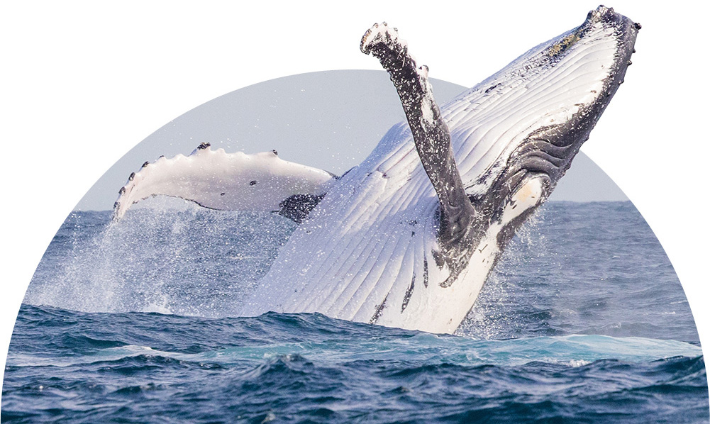 Whale
