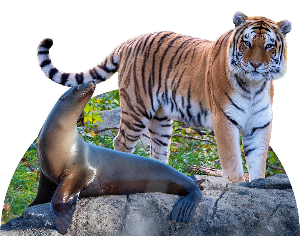 Animals